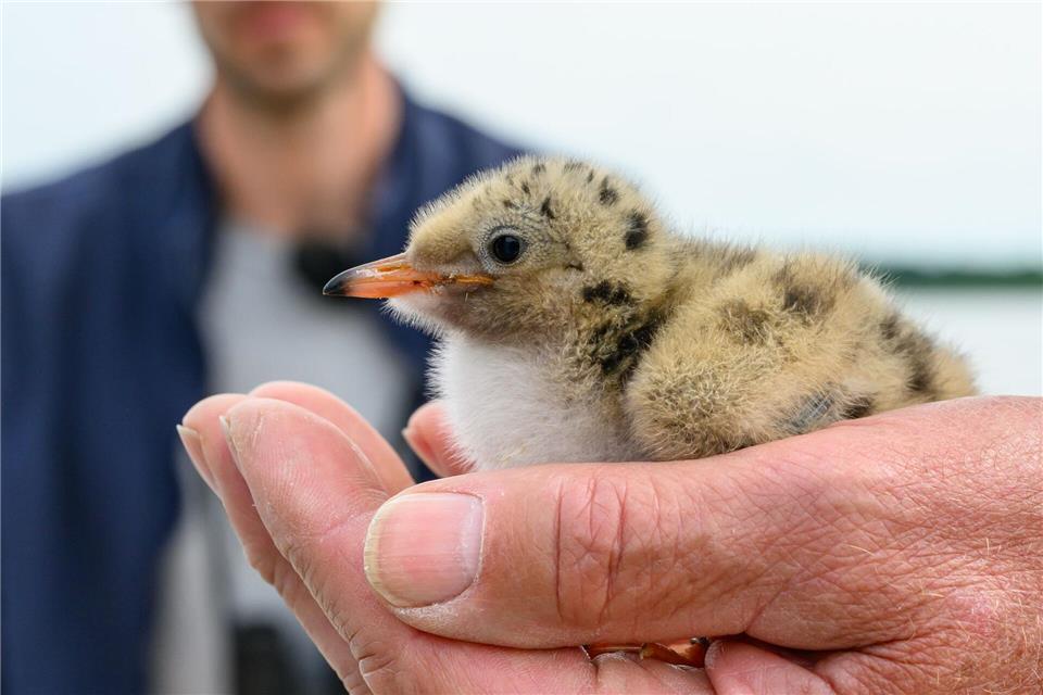 Die Vögel werden beringt und gewogen. Außerdem wird ihr Alter geschätzt.Patrick Pleul/dpa