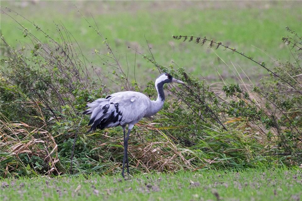Die Vogelgrippe bedroht die Kraniche im Rastgebiet an den Linumer Teichen. Christophe Gateau/dpa