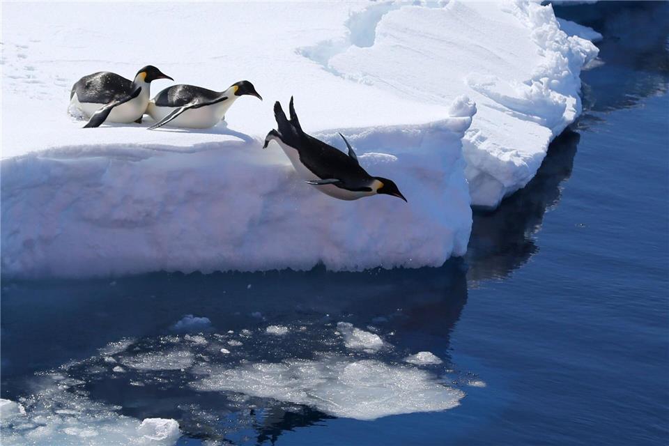 Die Vogelgrippe bedroht nach Einschätzung von Forschern auch Pinguine. (Archivbild)Liu Shiping/Xinhua/dpa