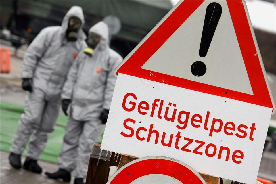 Die Vogelgrippe gehört seit dem ersten Ausbruch vor 20 Jahren inzwischen fast zum Alltag. (Archivbild)picture alliance / dpa