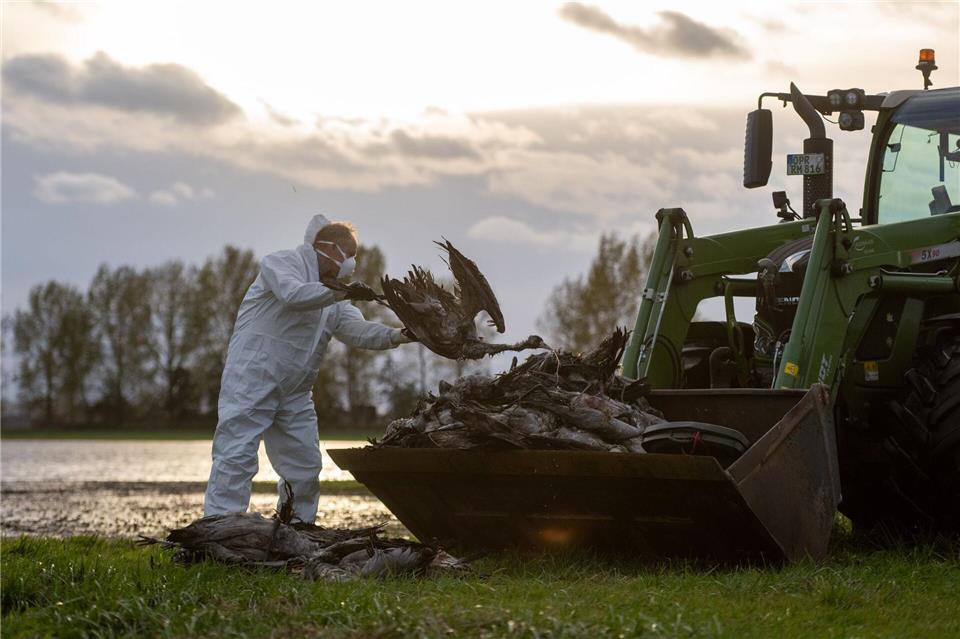 Die Vogelgrippe hat ein Massensterben bei Kranichen ausgelöst. (Archivbild)Christophe Gateau/dpa