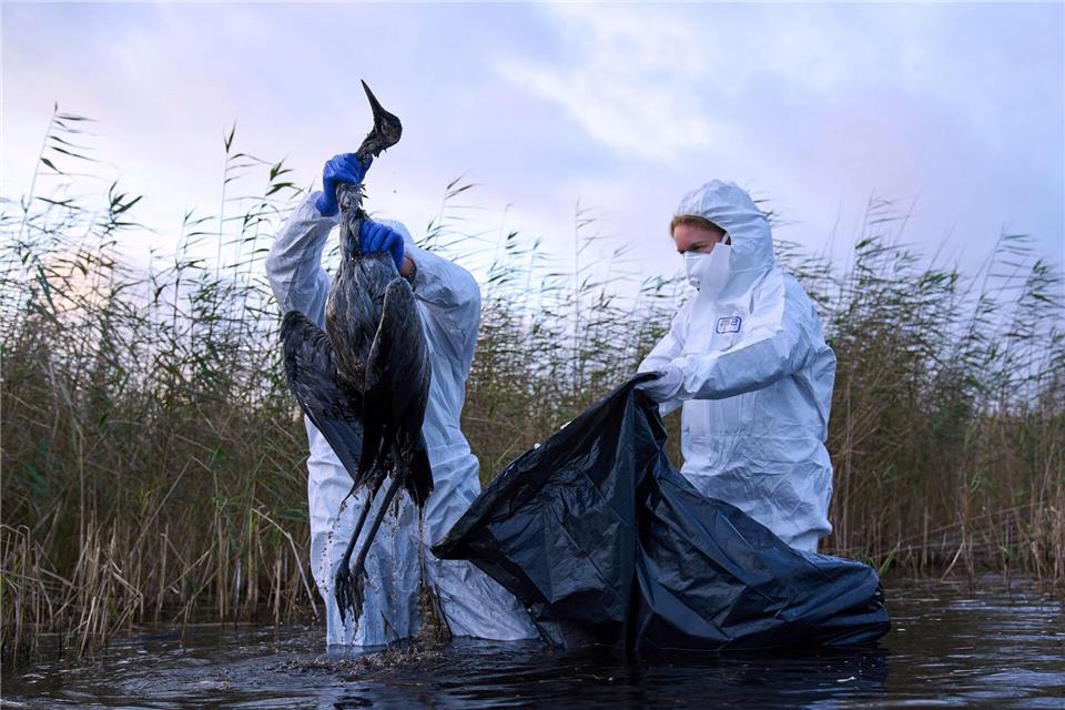 Die Vogelgrippe hat sich in Sachsen-Anhalt in mehreren Regionen ausgebreitet. (Symbolbild)Ebrahim Noroozi/AP/dpa