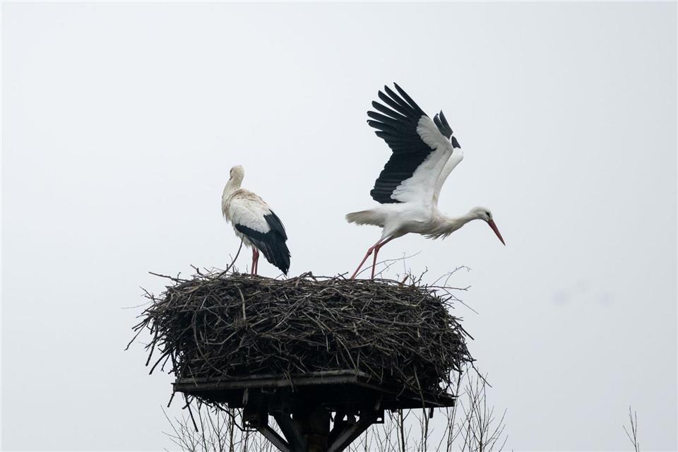 Die Vogelgrippe trifft auch Störche. Die bange Frage ist, wie viele Tiere kehren nicht zurück?Fabian Strauch/dpa