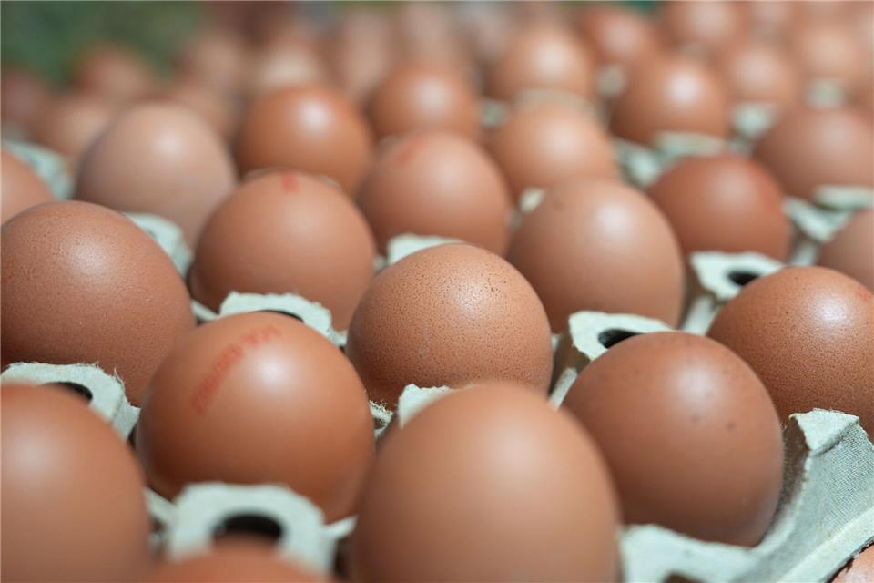 Die Vogelgrippe trifft viele Geflügelbestände. Die Eierpreise im Handel sollen vor Ostern dennoch stabil bleiben. (Symbolbild)Marcus Brandt/dpa