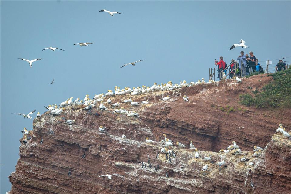 Die Vogelwelt auf Helgoland ist ein Touristen-Magnet. (Archivbild)Sina Schuldt/dpa