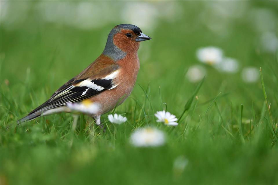 Die Vogelzählung ist wichtig für den Artenschutz.Felix Kästle/dpa