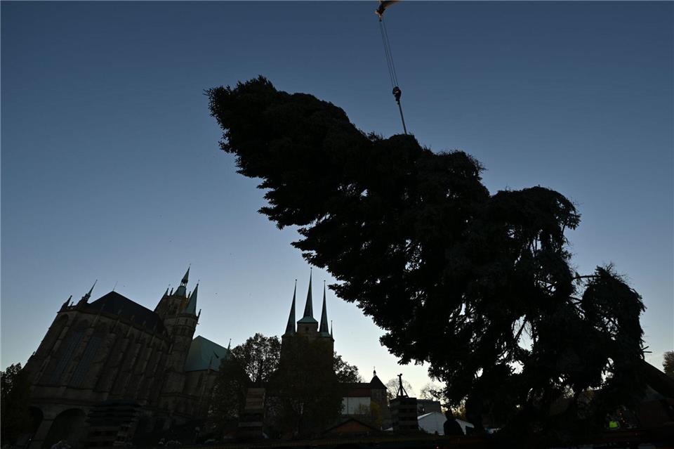 Die Vorbereitungen für den 175. Erfurter Weihnachtsmarkt laufen: Hier wird der Weihnachtsbaum aufgestellt.Martin Schutt/dpa