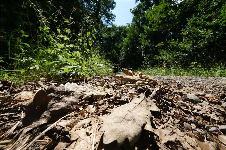 Die Wälder sind momentan sehr trocken. (Archivbild)Bernd Weißbrod/dpa
