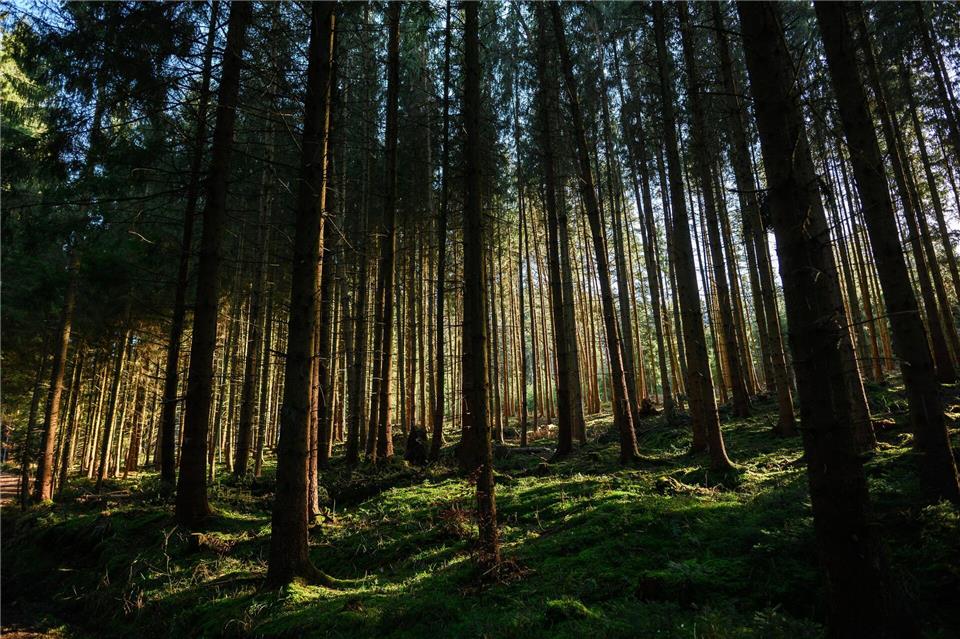 Die Waldbrandgefahr steigt laut DWD bis zum Donnerstag an. (Symbolbild)Jan-Philipp Strobel/dpa