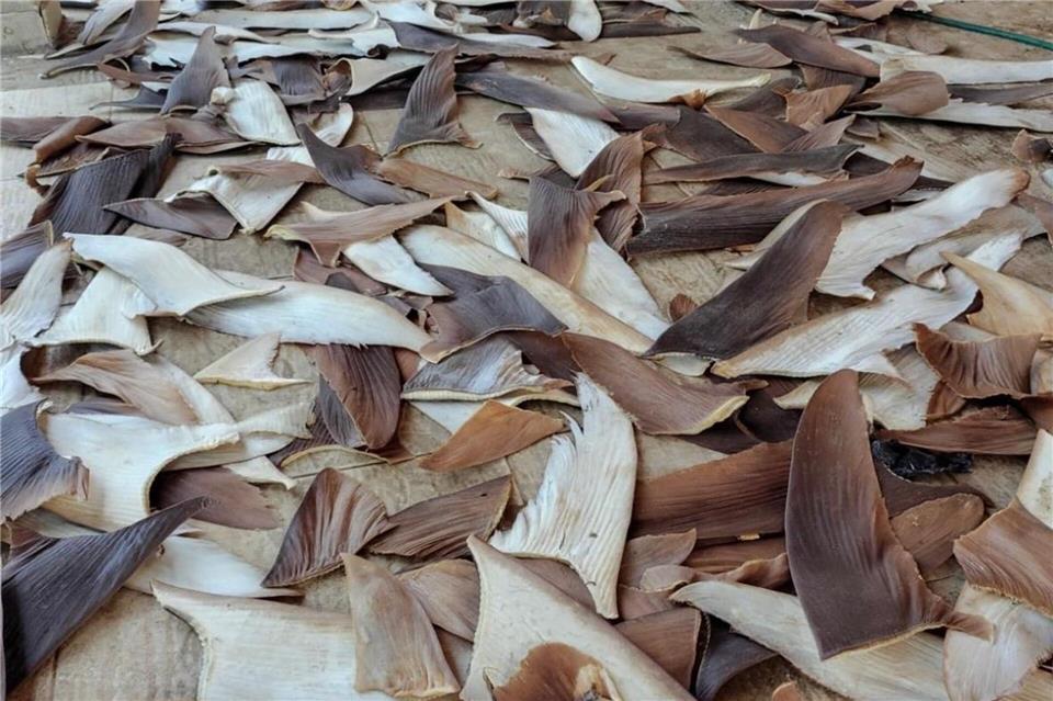 Die Ware gilt als besonders lukrativ.---/Policia Federal Brasil/dpa