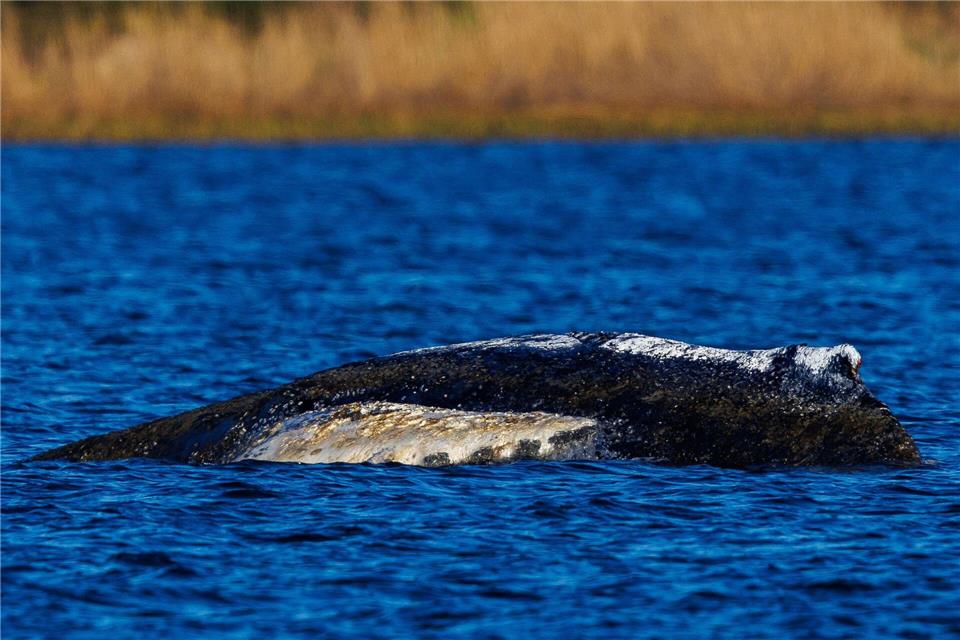 Die Wasserstände in der Wismarer Bucht sinken heute wieder.Jens Büttner/dpa