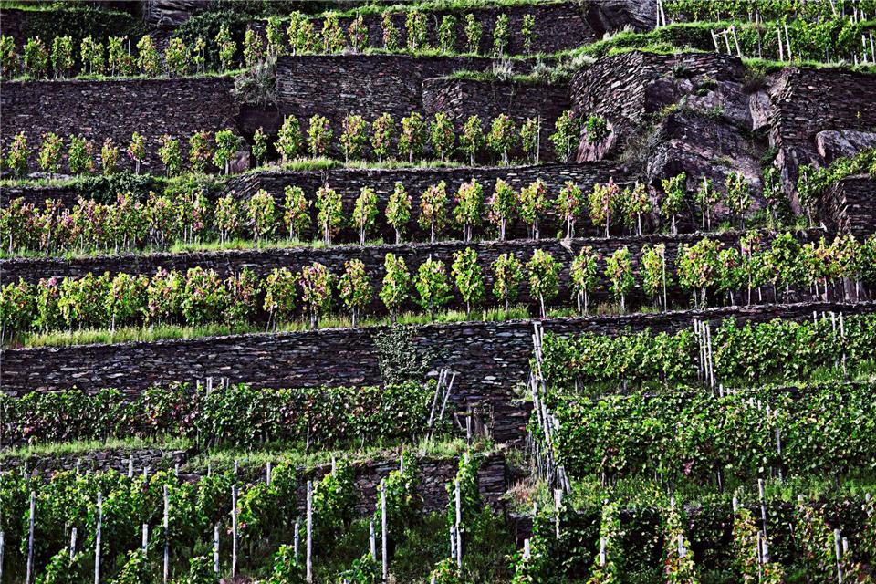 Vulkan, Schiefer, Ton: Lutscht die Rebe wirklich am Gestein? Die Weinberge entlang der Ahr wachsen auf vielfältigen Böden, darunter Schiefer und Devonschiefer in den steileren Lagen, Lößlehm sowie mit Stein durchsetzte Lehmböden, und teilweise auch vulkanische Gesteine.DWI/deutscheweine.de/dpa-tmn