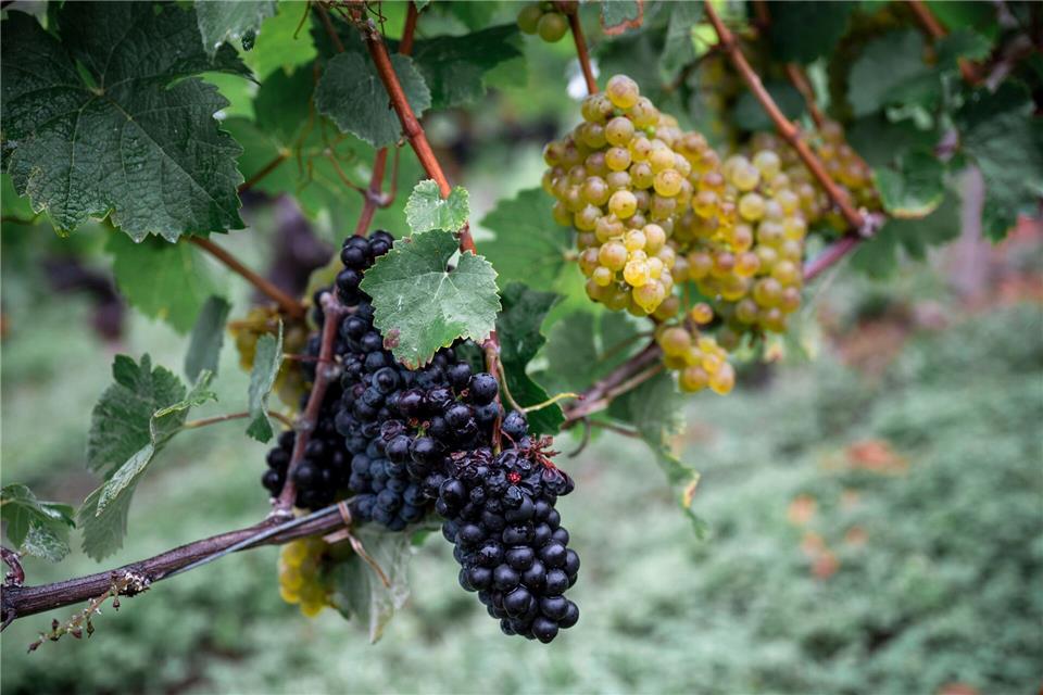 Die Weinernte fällt geringer aus als zu Beginn erwartet. (Archivbild)Daniel Vogl/dpa