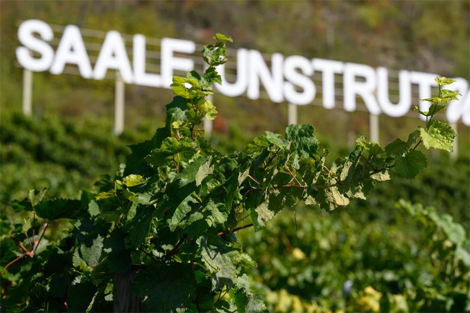 Die Weinlese an Saale und Unstrut ist weitgehend abgeschlossen. (Archivbild) Hendrik Schmidt/dpa