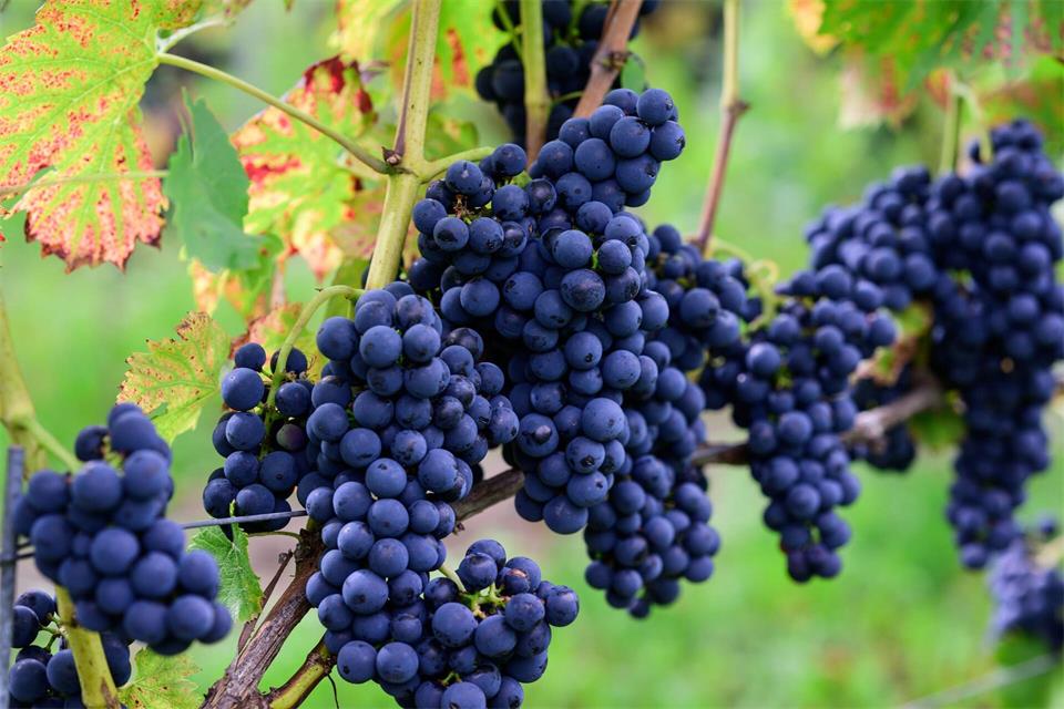 Die Weinlese beginnt im Norden. A4258 Philipp Schulze/dpa