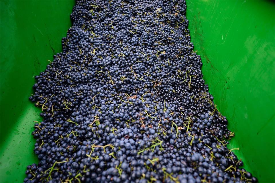 Die Weinlese beginnt im Norden. A4258 Philipp Schulze/dpa