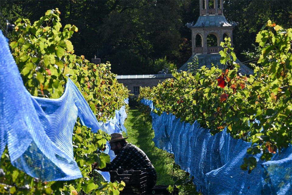 Die Weinlese hat in Potsdam begonnen.Jens Kalaene/dpa