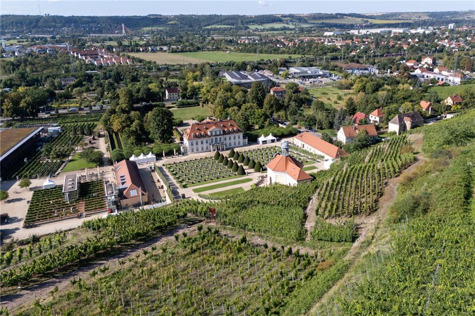 Die Weinlese in Sachsen beginnt. Sebastian Kahnert/dpa