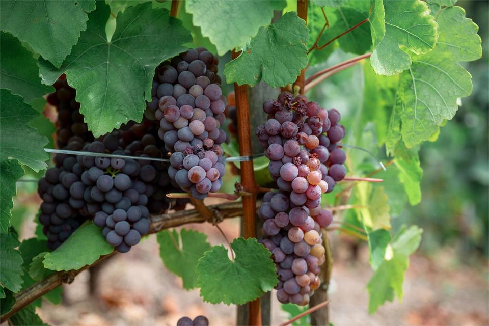 Die Weinlese startet in diesem Jahr außergewöhnlich früh. Daniel Vogl/dpa