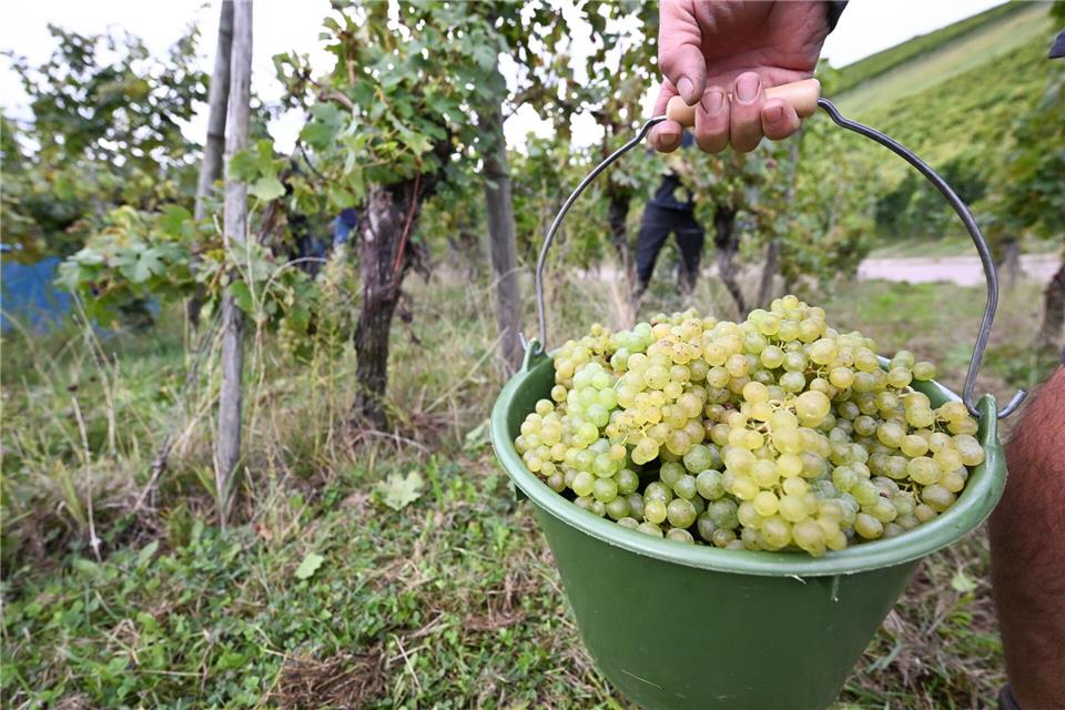 Schätzung: Winzer rechnen mit größerer Weinernte Die Weinreben hängen voller als im Vorjahr. Bernd Weißbrod/dpa