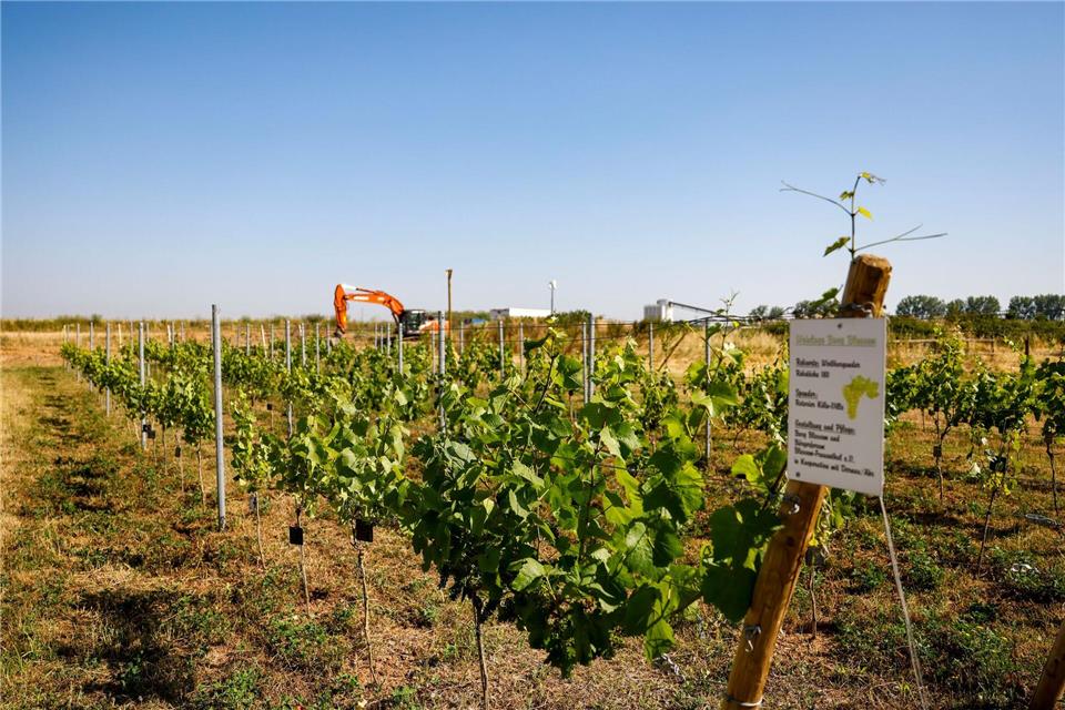 Die Weinreben stammen von Winzern aus dem Ahrtal.Thomas Banneyer/dpa