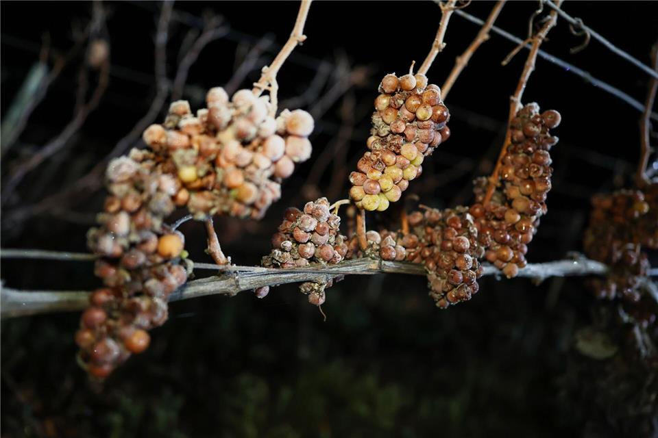 Die Weintrauben müssen im gefrorenen Zustand von Hand gelesen und sofort gepresst werden.Daniel Löb/dpa