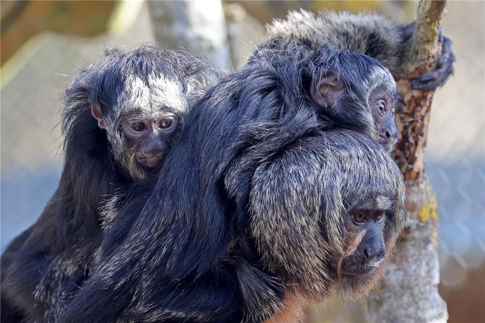 Die Weißgesichtssakis machen einen Familienausflug. Bernd Wüstneck/dpa