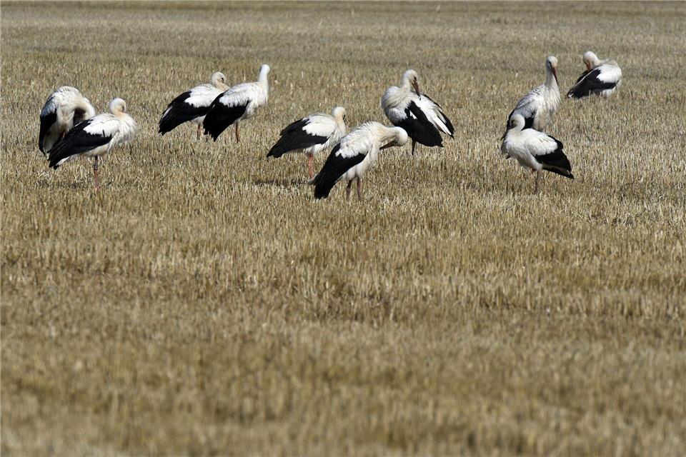 Die Weißstörche fressen nicht nur Frösche. (Archivbild)picture alliance / dpa