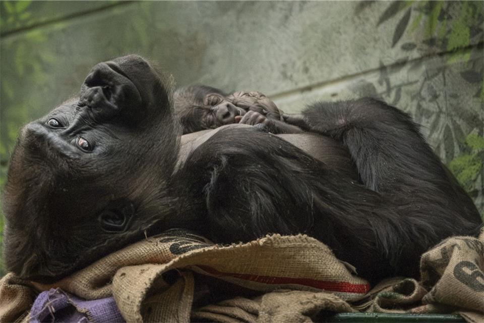 Nachwuchs für vom Aussterben bedrohte Gorillas Die Westliche Flachlandgorilla-Dame Mjukuu kuschelt mit ihrem Baby.