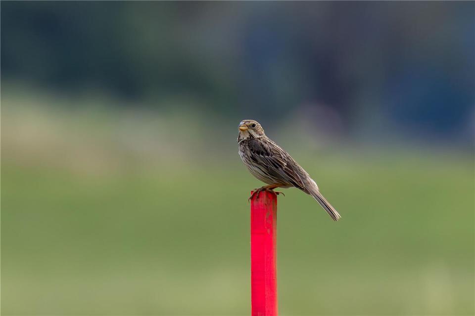 Die Wiese rund um die Nester der Grauammer werden mit einem Pflock markiert.Christian Lademann/dpa