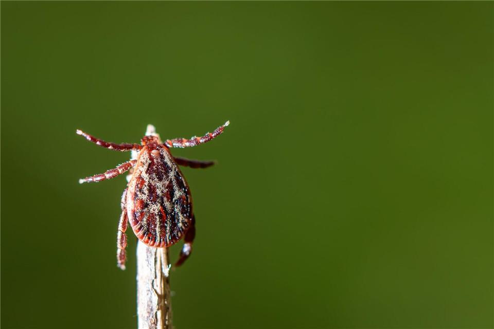 Die Wiesenzecke profitiert vom Klimawandel und den milderen Temperaturen. (Archivbild)Patrick Pleul/dpa