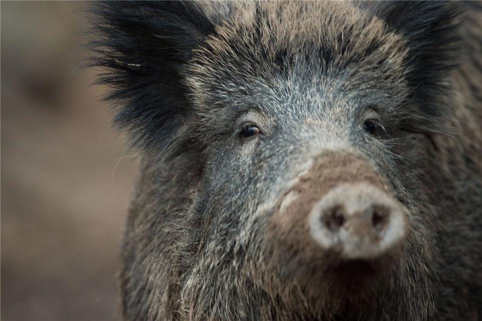 Die Wildschweine flohen sogar in eine Bankfiliale. (Symbolbild) Lino Mirgeler/dpa