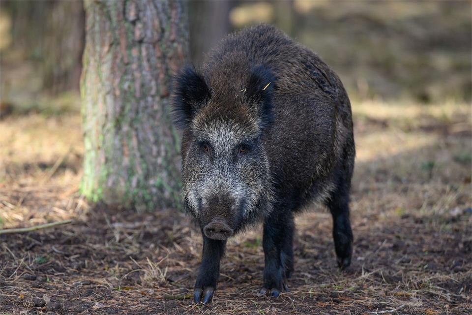 Die Wildschweine sollen seit längerem Schäden an Grabstätten, Wegen und Grünflächen verursachen. (Symbolbild)Patrick Pleul/dpa