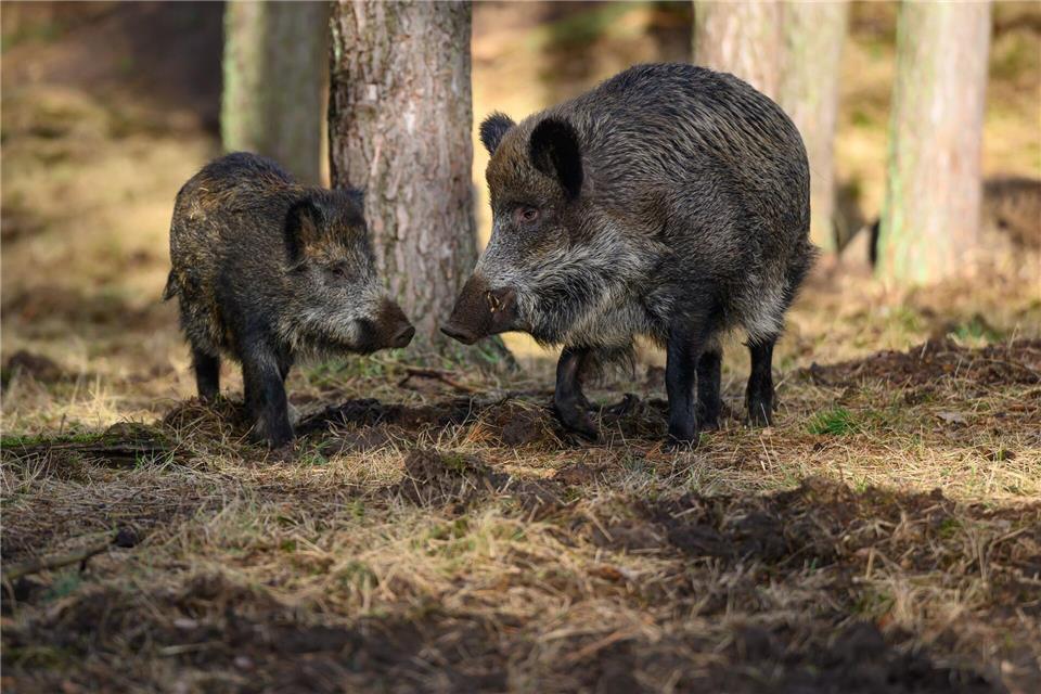 Die Wildschweinpopulation wächst und wächst. (Archivbild)Patrick Pleul/dpa