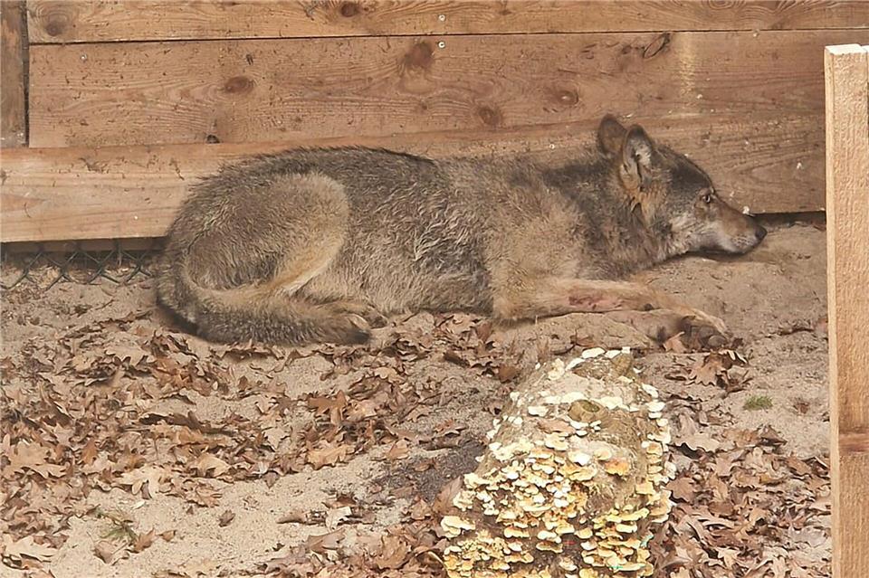 Die Wildtierauffangstation bei Sachsenhagen hat den Wolf aus Hamburg aufgenommen. (Handout)Umweltbehörde Hamburg/dpa