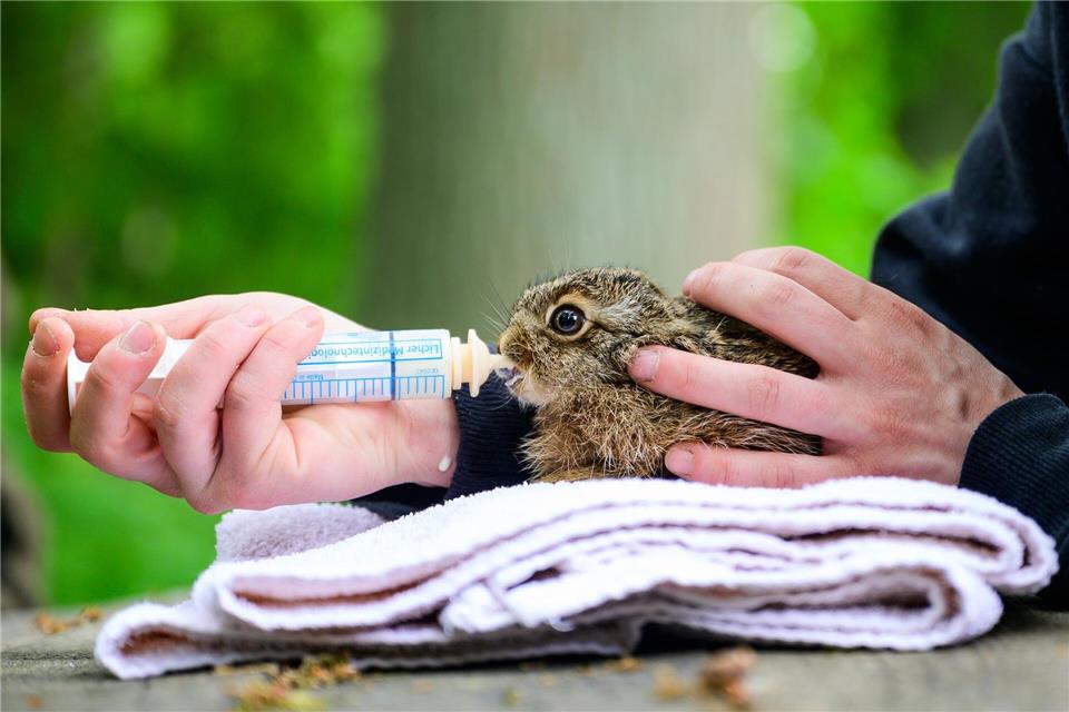 Die Wildtierhilfe Lüneburger Heide versorgt Tierbabys, die in der Natur nicht überleben würden. Philipp Schulze/dpa