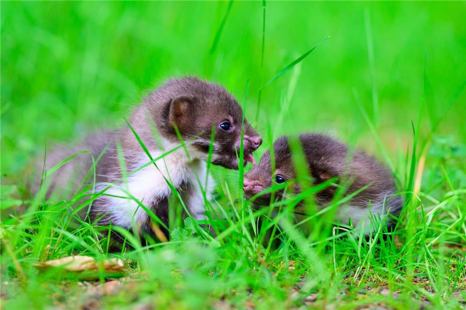 Die Wildtierhilfe ist eine von 16 anerkannten Betreuungsstationen in Niedersachsen.Philipp Schulze/dpa