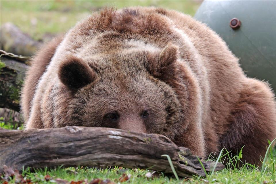 Die Winterruhe für die Braunbären in Stuer ist beendet. Bernd Wüstneck/dpa