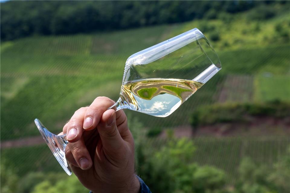 Die Winzer an Mosel, Saar und Ruwer sind mit der Ernte zufrieden (Archivbild)Harald Tittel/dpa