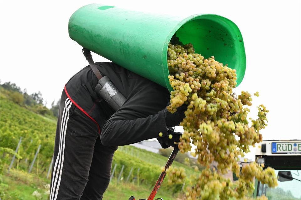 Winzer im Rheingau melden eine der schnellsten Ernten Die Winzer im Rheingau mussten sich dieses Jahr bei der Weinlese sputen.Arne Dedert/dpa