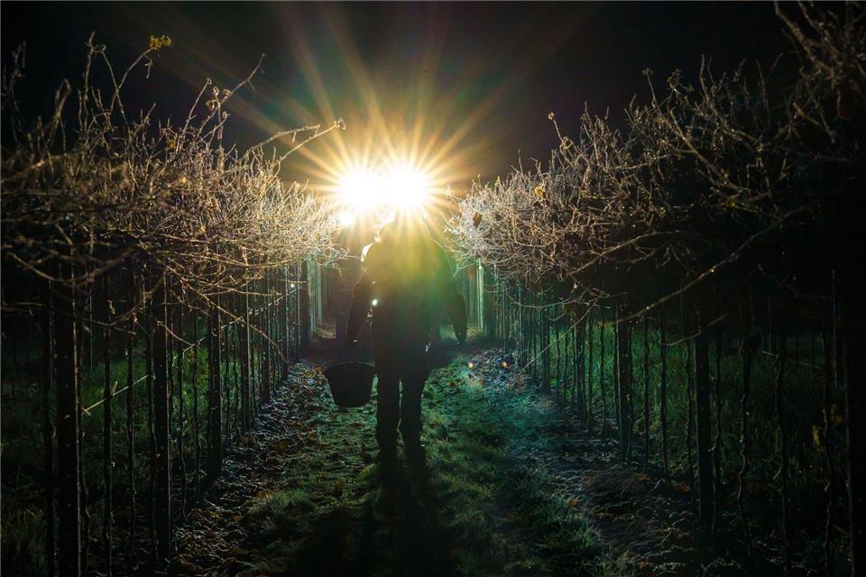 Die Winzer lesen die Trauben für den Eiswein in dunkler kalter Nacht. Andreas Arnold/dpa