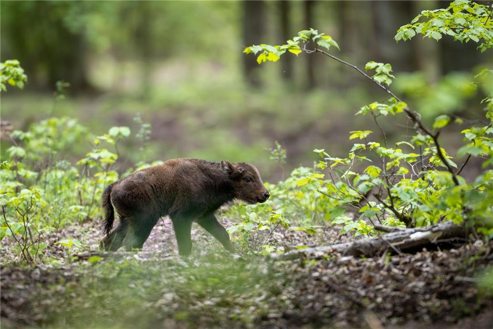 Die Wisentherde in der Döberitzer Heide hat Nachwuchs bekommen.Ingolf König/Heinz Sielmann Stiftung/dpa