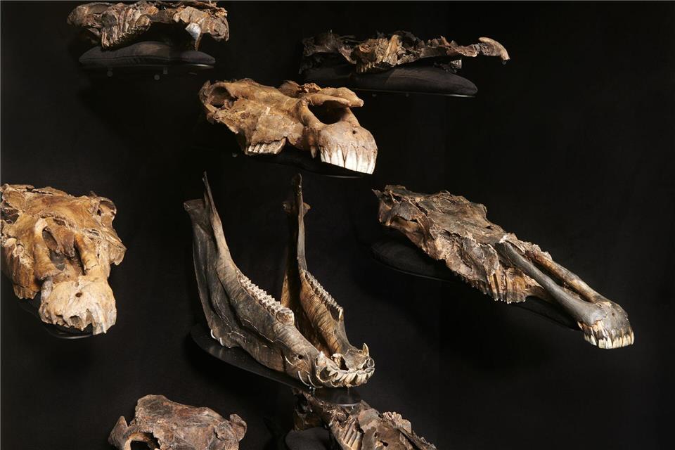 Die Wissenschaftler entdeckten die genetischen Überreste in Fossilien von mindestens 20 erlegten Pferden in Schöningen.Volker Minkus/Senckenberg Gesellschaft /dpa