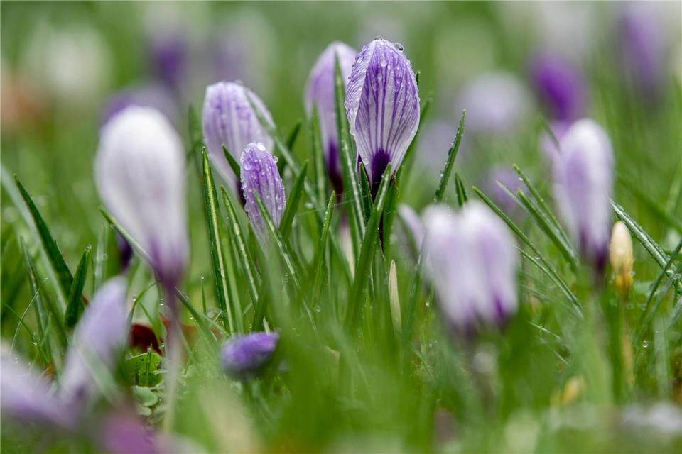 Die Woche bringt sowohl Regen als auch einen Hauch von Frühling. (Archivbild)Hauke-Christian Dittrich/dpa