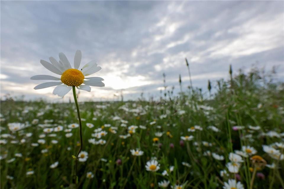 Die Woche in Baden-Württemberg beginnt grau und vereinzelt mit Schauern, sagt der Deutsche Wetterdienst. (Archivbild)Thomas Warnack/dpa