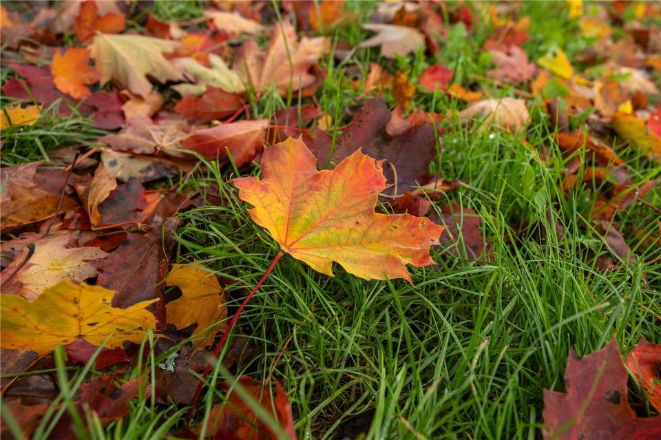 Die Woche startet herbstlich. Silas Stein/dpa