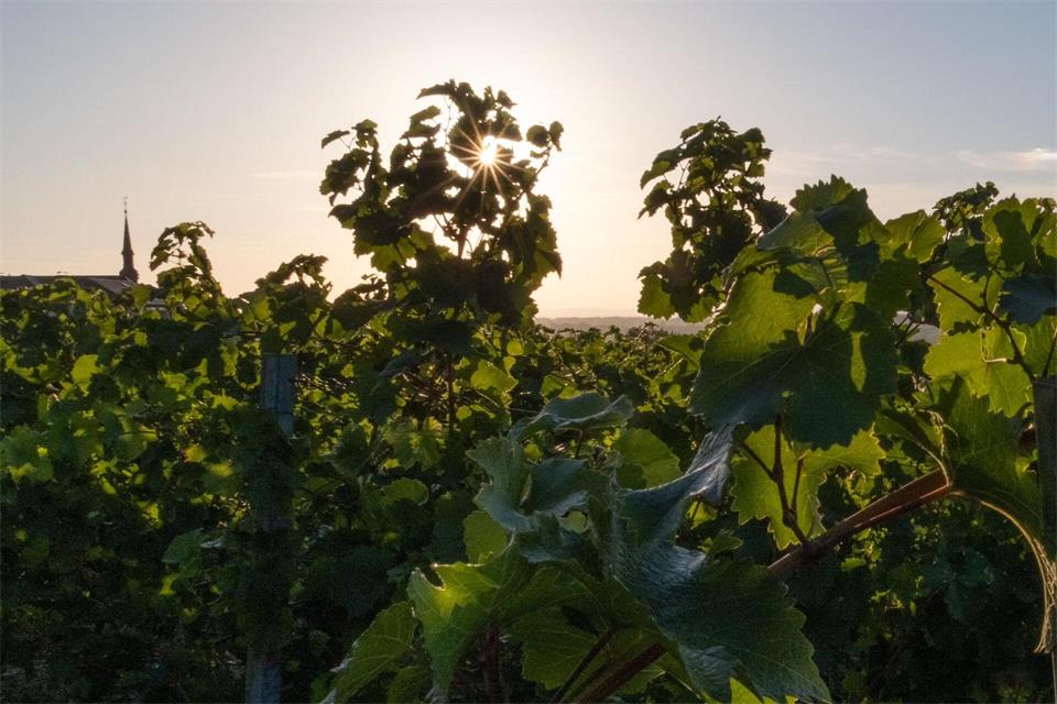 Die Woche startet mit Sonne und milden Temperaturen. (Archivbild)Georg Moritz/dpa
