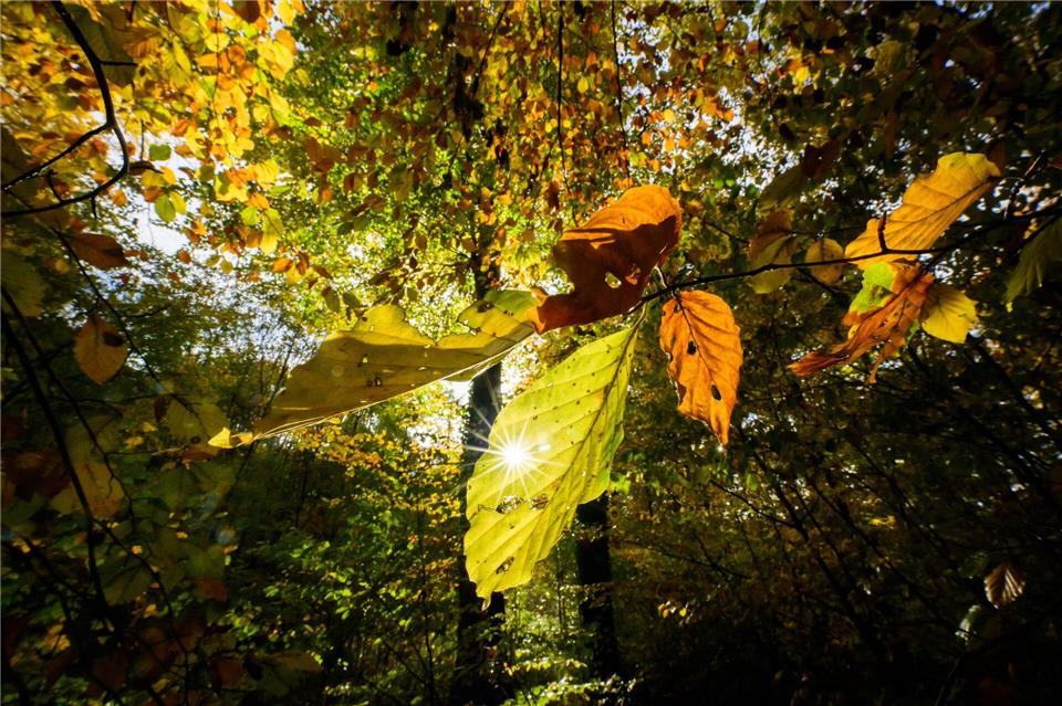 Die Woche startet zwar mit Regen - doch Niedersachsen und Bremen dürfen auch mit Sonnenschein rechnen. (Archivbild)Julian Stratenschulte/dpa