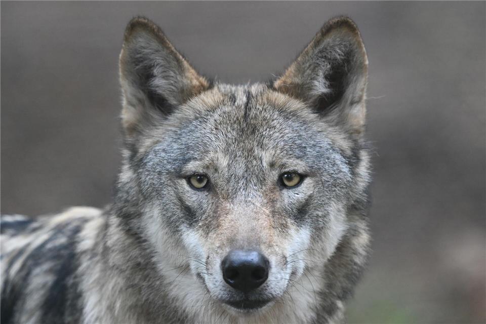 Die Wölfe flohen beim Klang menschlicher Stimmen mehr als doppelt so häufig und verließen den Ort rund doppelt so schnell wie bei harmlosen Naturgeräuschen. (Archivbild)Arne Dedert/dpa