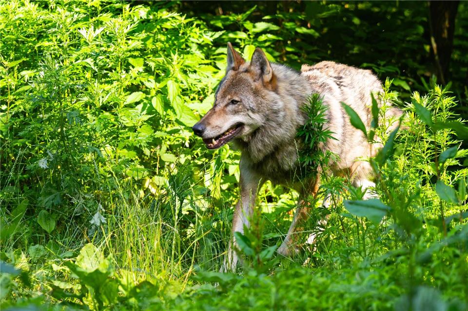 Die Wolfspopulation stagniert in Deutschland auf recht hohem Niveau. (Symbolbild)Philipp Schulze/dpa